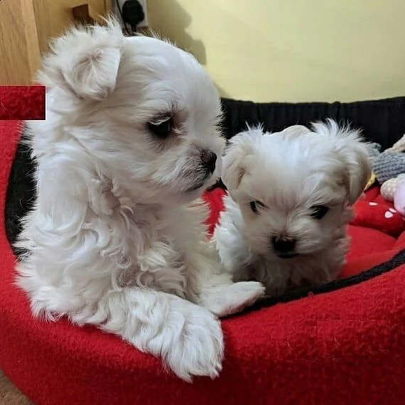 cucciolo maltese | Foto 1