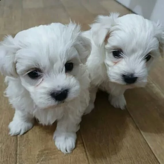 cucciolo maltese | Foto 0