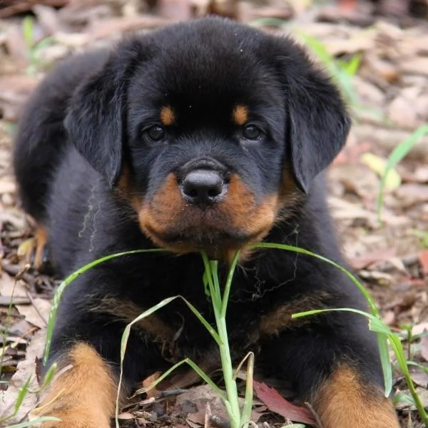 regalo cuccioli di tipo rottweiler con i capelli corti cuccioli di rottweiler, capelli corti e tutto