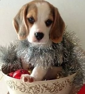 beagle 