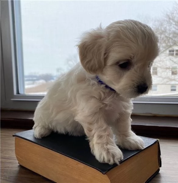 regalo bichon cuccioli meravigliosi ! 