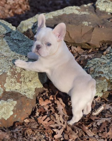 cuccioli di bouledogue francese | Foto 1