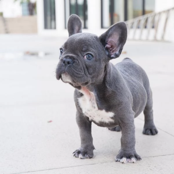 cuccioli di bouledogue francese | Foto 0