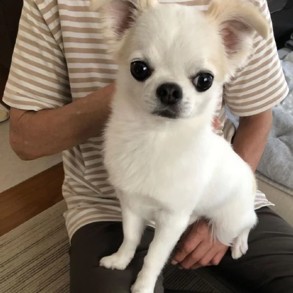 regalo chihuahua cuccioli meravigliosi ! nati in casa da nostri esemplari ipertipici carattere ottim