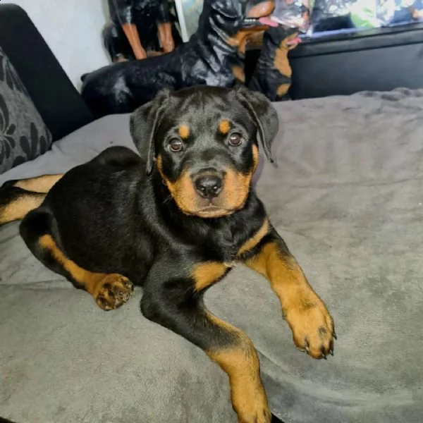 regalo cuccioli di tipo rottweiler con i capelli corti cuccioli di rottweiler, capelli corti e tutto