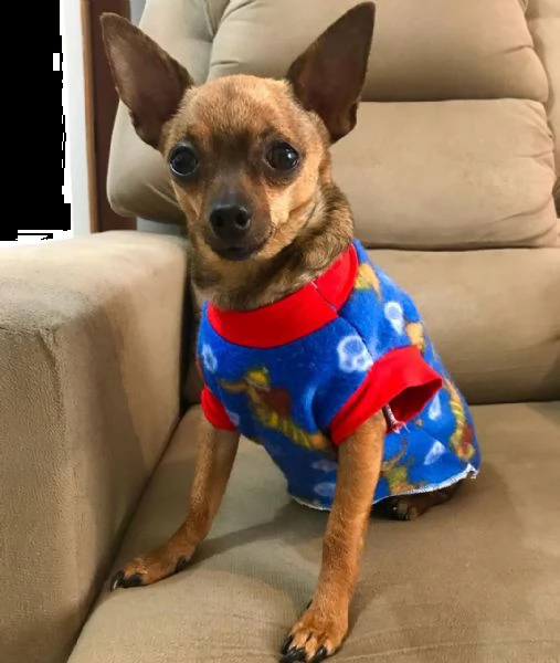 regalo cuccioli di pinscher bellissimi cuccioli disponibili, carattere adorabile ,sono docili ed aff