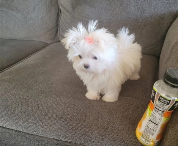 regalo maltese cuccioli meravigliosi ! 