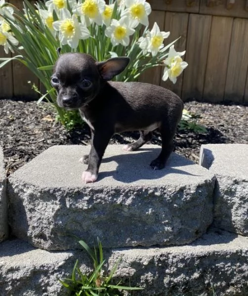 chihuahua cuccioli introvabili cuccioli di chihuahua intelligenti e dolcissimi attaccati al padrone