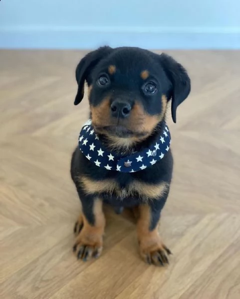 regalo cuccioli di tipo rottweiler con i capelli corti cuccioli di rottweiler, capelli corti e tutto