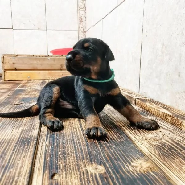 regalo adorabili cuccioli dobermann femminucce e maschietti gratuita i cuccioli sono vaccinati sverm