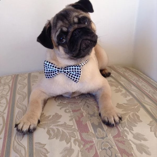 adorabili cuccioli di carlino messi in adozione, sono gabbie domestiche aggiornate sullo scatto, int