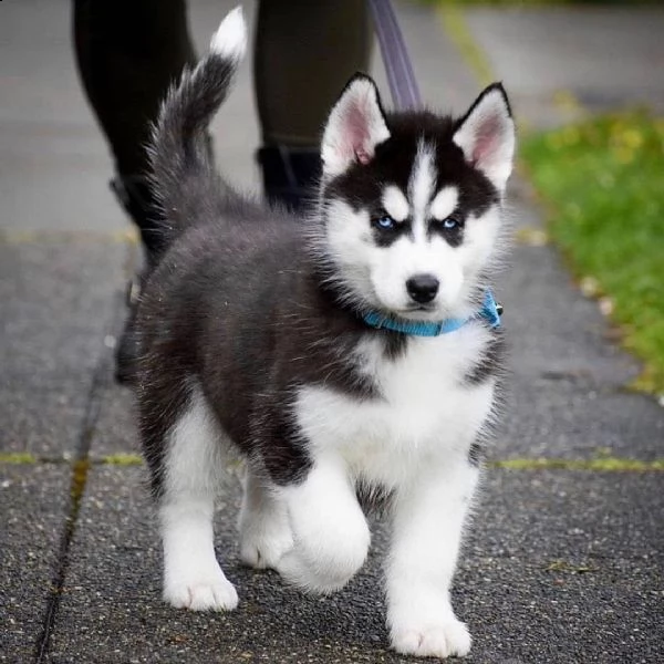 regalo cuccioli di razza siberiano husky consegna con il libretto sanitario,  il michrochip, vaccina