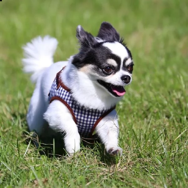 meraviglioso regalo di chihuahua  cuccioli di chihuahua di ottima genealogia, già vaccinati, svermin