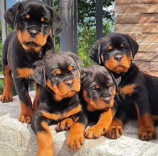 regalo cuccioli di tipo rottweiler con i capelli corti cuccioli di rottweiler, capelli corti e tutto