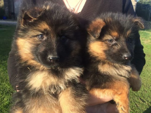 regalo pastore tedesco cuccioli meravigliosi ! 