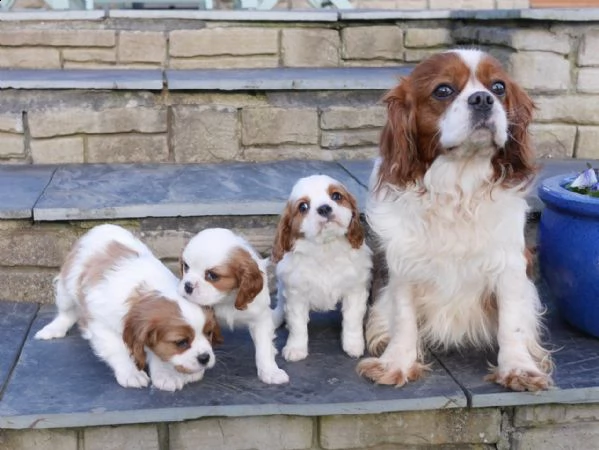 regalo cavalier king disponiamo di una cucciolata di cavalier king ...