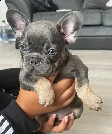adozione di cuccioli bouledogue francese