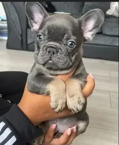adozione di cuccioli bouledogue francese | Foto 0
