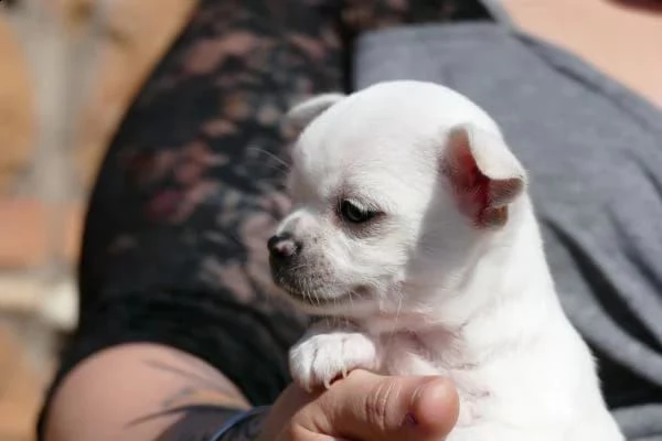 regalo cuccioli di chihuahua | Foto 0