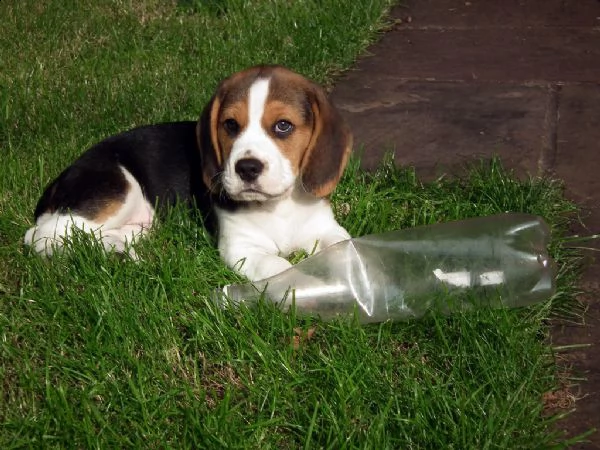 splendidi cuccioli di beagle disponibili | Foto 2