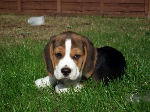 splendidi cuccioli di beagle disponibili | Foto 1