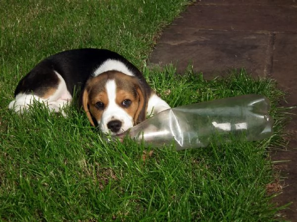 splendidi cuccioli di beagle disponibili | Foto 0