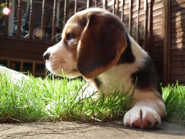 splendidi cuccioli di beagle disponibili