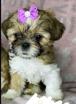 cane imperial karachichi shitzu cuccioli