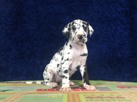 regalo cucciolo di alano in pronta consegna provvisti di: • microchip, • due vaccini, • sverminazion