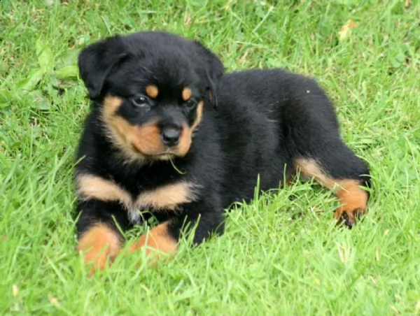 regalo cuccioli di rottweiler disponiamo di una cucciolata di rottweiler ,con microchip,2 vaccini,2 