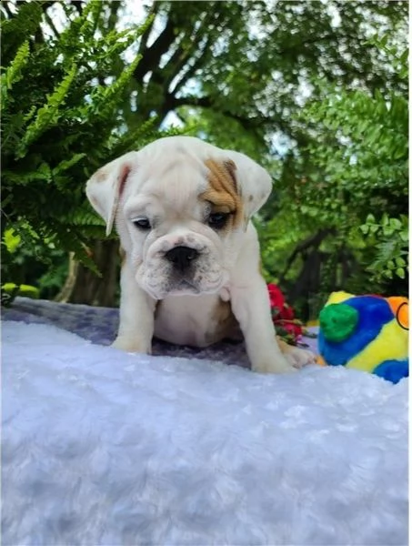   cuccioli inglese bulldog disponibili per adozione