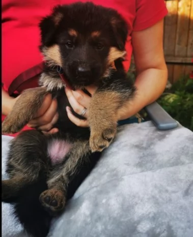 pastore tedesco di 70 giorni | Foto 1