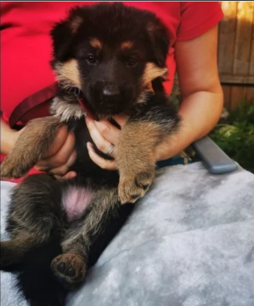 pastore tedesco di 70 giorni | Foto 0