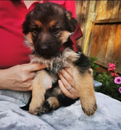 pastore tedesco di 70 giorni