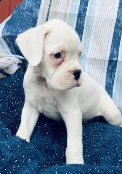 regalo estremamente carino cuccioli di boxer per l'adozione