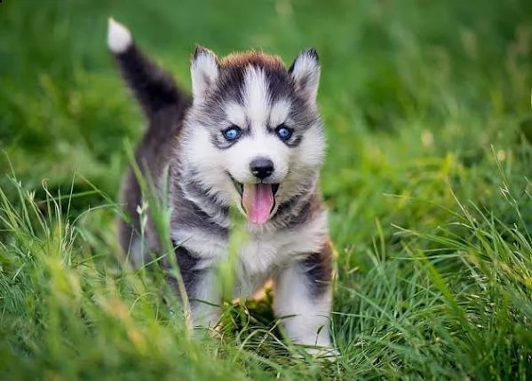 meraviglioso regalo di siberiano husky  cuccioli di siberiano husky ottimo pedigree, già vaccinati, 
