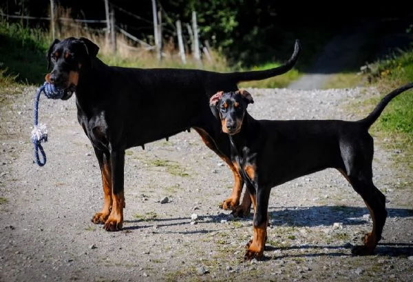regalo adorabili cuccioli dobermann femminucce e maschietti gratuita i cuccioli sono vaccinati sverm