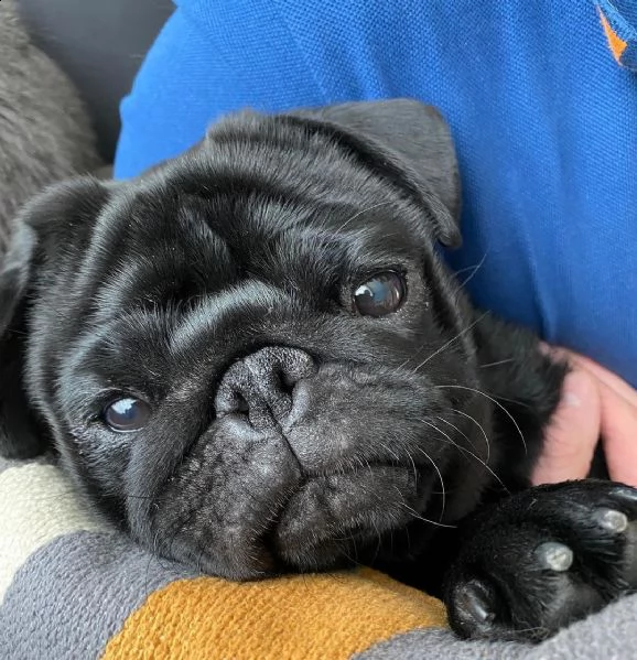 adorabili cuccioli di carlino messi in adozione, sono gabbie domestiche aggiornate sullo scatto, int