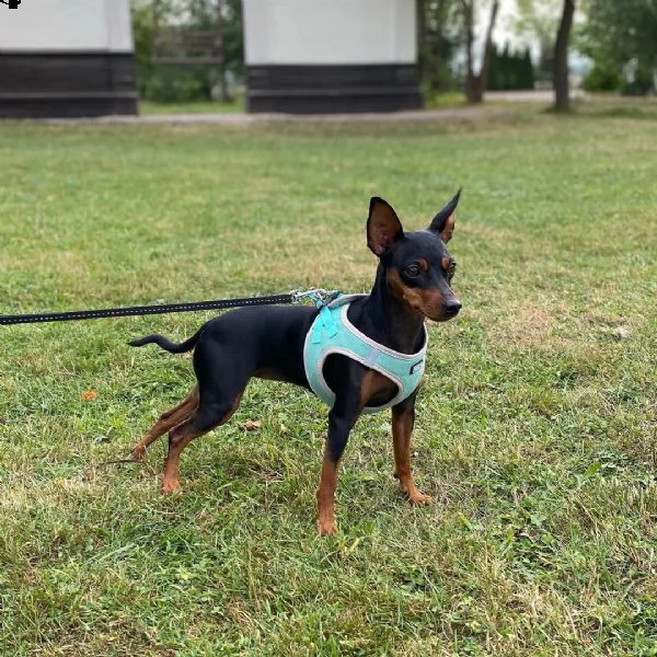 regalo cuccioli di pinscher bellissimi cuccioli disponibili, carattere adorabile ,sono docili ed aff