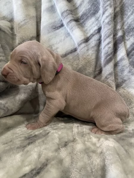 regalo cuccioli weimaraner