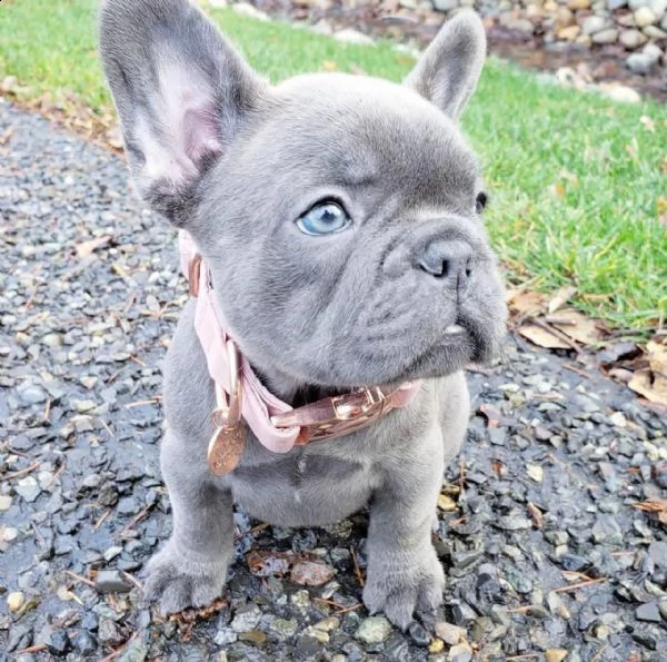cuccioli di bulldog francese | Foto 0