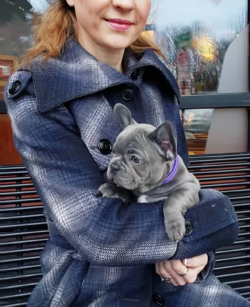 cuccioli di bulldog francese