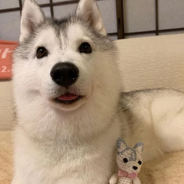 regalo siberian husky con pedigree consegna con : libretto sanitario, vaccini certificati dal veteri