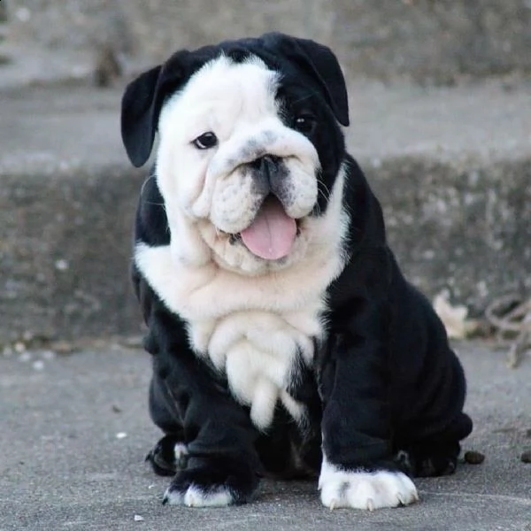 regalo bulldog inglese cuccioli con pedigree bulldog inglese pelo corto taglia piccola molto belli .