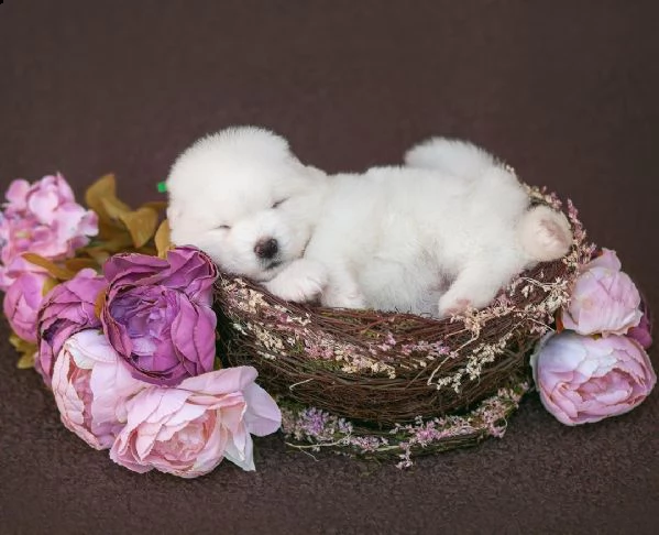 meraviglioso regalo di samoiedo  cuccioli di samoeido di ottima genealogia, già vaccinati, sverminat