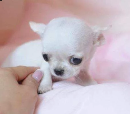    regalo cuccioli di chihuahua