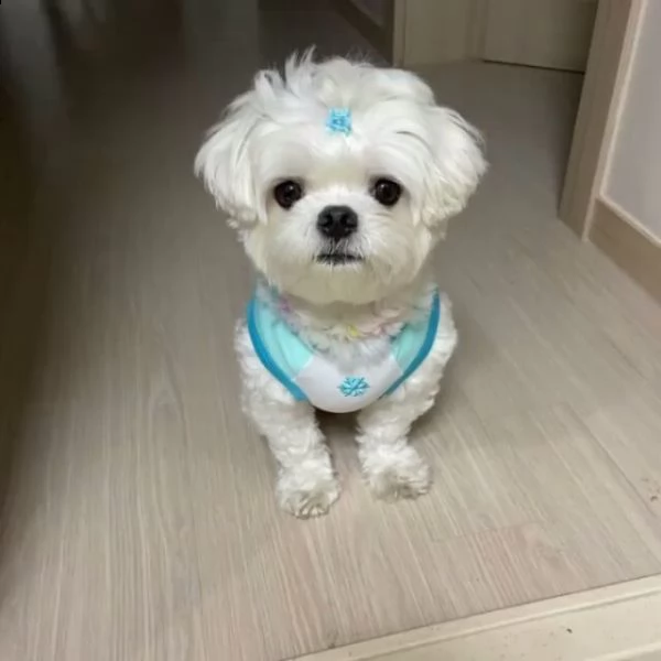 regalo maltese | Foto 0