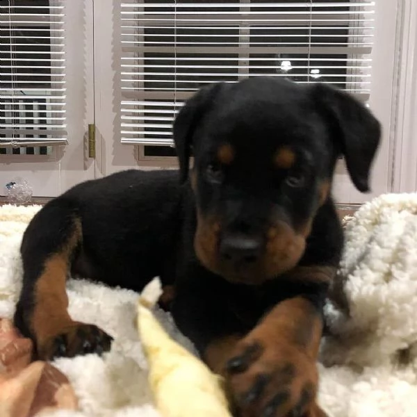  regalo rottweiler | Foto 0