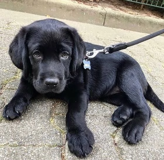 regalo dobermann  | Foto 0