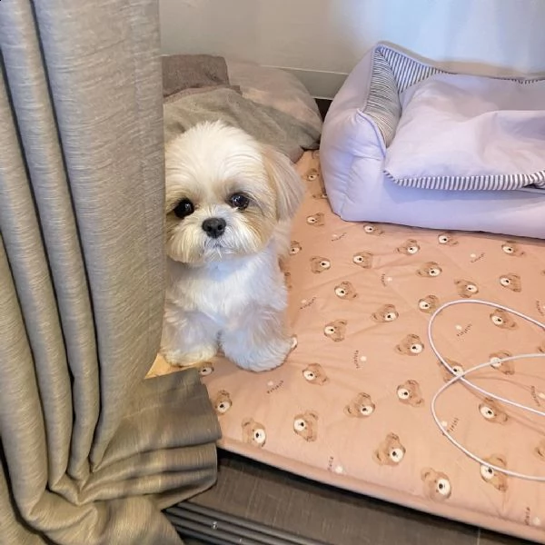 regalo cuccioli shih tzu avente : primi vaccini, passaporto, libretto sanitario, microchip. possibil